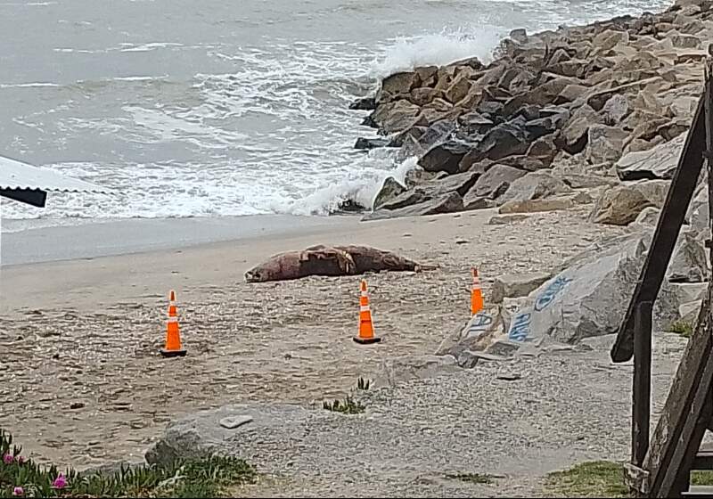 Las autoridades insisten en no acercarse a los ejemplares y tratar de evitar bajar con los perros a las playas para no exponerlos a contagios de gripe aviar.