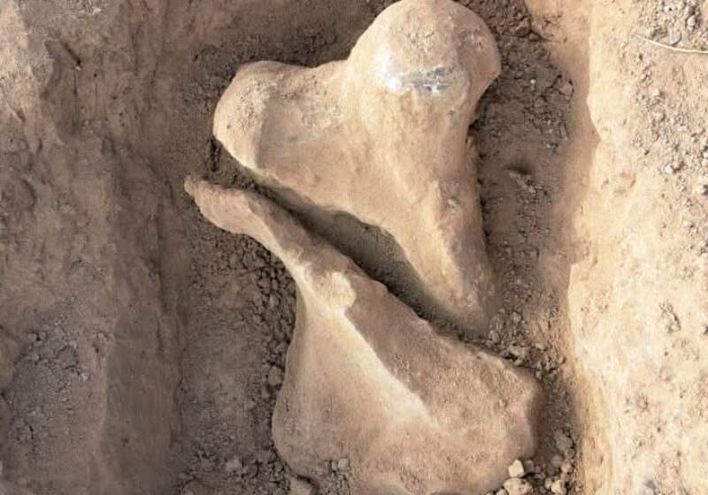 La costa de Mar Chiquita volvió a ser escenario de un importante hallazgo paleontologico. La importancia de preservar el entorno natural.