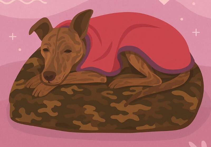 Este domingo habrá dos proyecciones con entrada a $1500. Lo recaudado será destinado a rescates, atención veterinaria y campañas de adopción responsable.