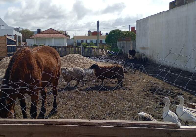 "Granja clandestina": presentarán un plan de adecuación