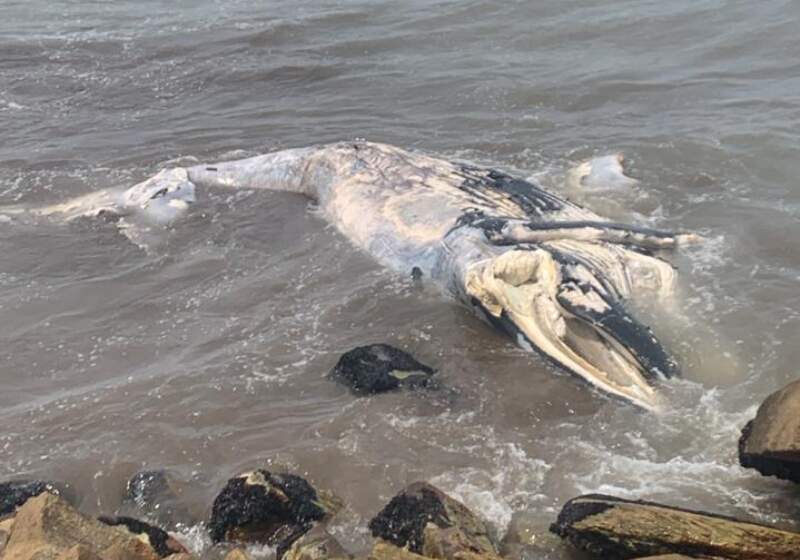 Encontraron una ballena muerta junto a la escollera de Camet Norte