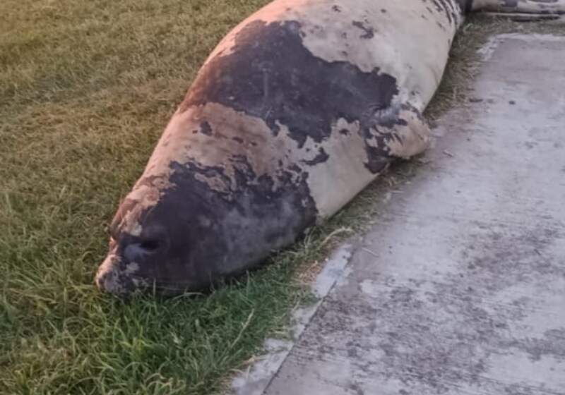 Un elefante marino fue herido por perros en la zona urbanizada de la albúfera