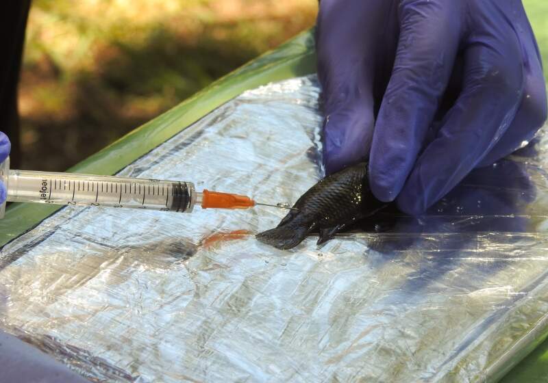 Iniciaron el muestreo de un proyecto científico en el arroyo de La Caleta 