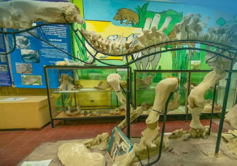 Museo Pachamama: un patrimonio de más de 3000 piezas paleontológicas