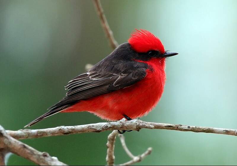 Lanzan un curso gratuito de avistamiento de aves para adultos
