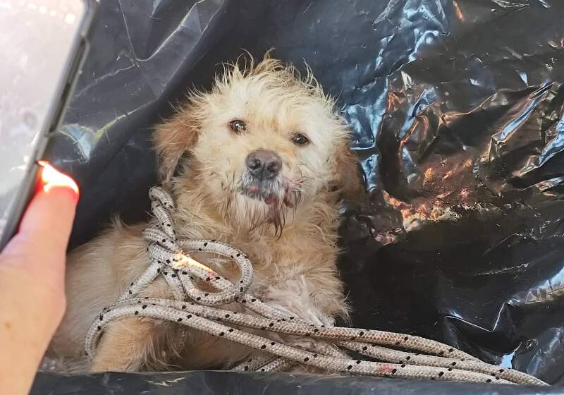 Buscan tránsito o adopción para un perro atropellado en la ruta 11