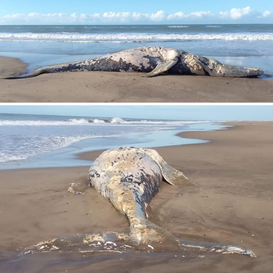 La Reserva Mar Chiquita relevó fauna y halló un VANT en el frente marítimo