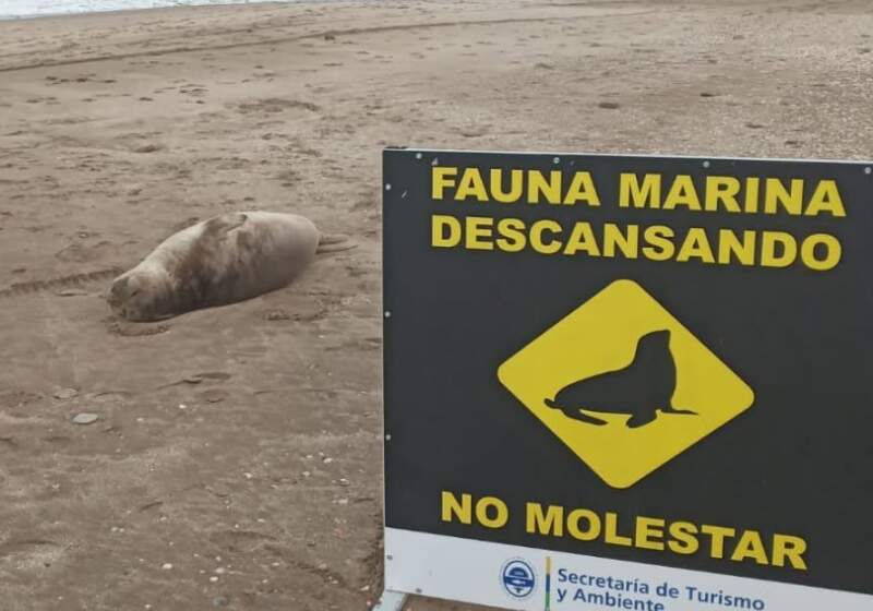 La Reserva Mar Chiquita relevó fauna y halló un VANT en el frente marítimo
