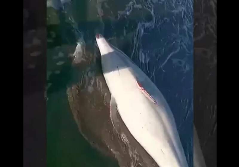 Rescataron y reintrodujeron al mar un delfín de Fraser en Mar Chiquita