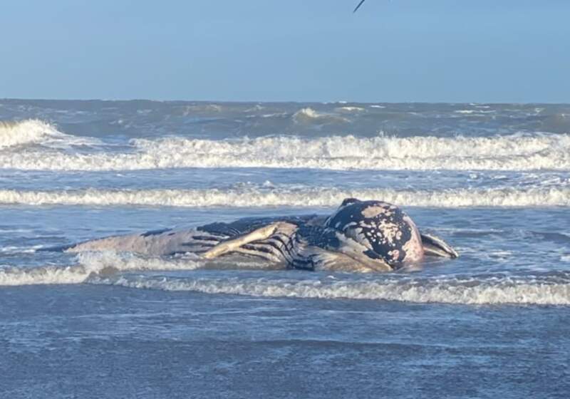 El ejemplar apareció entre Mar de Cobo y Mar Chiquita y será sometido a una necropsia por el equipo del IIMyC.