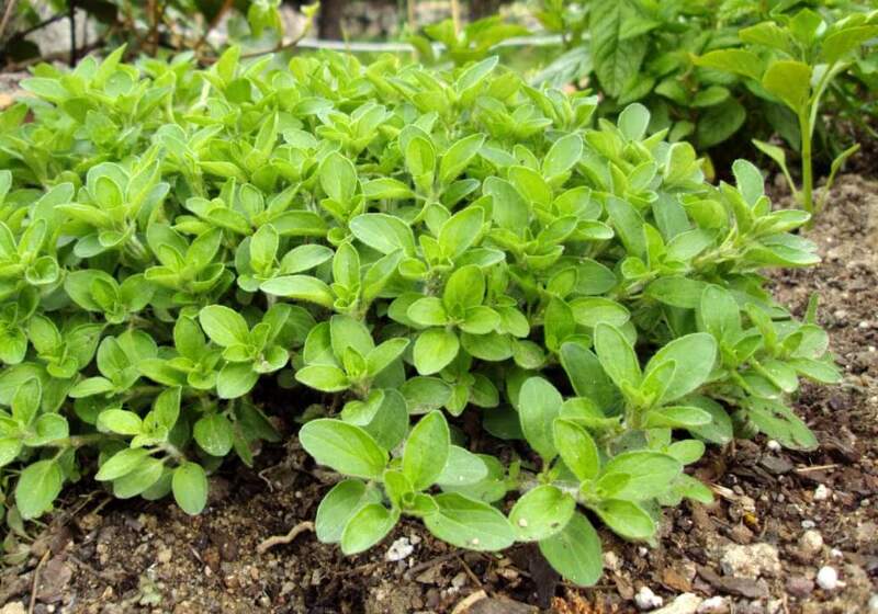 Taller práctico de multiplicación de plantas aromáticas en Mar de Cobo