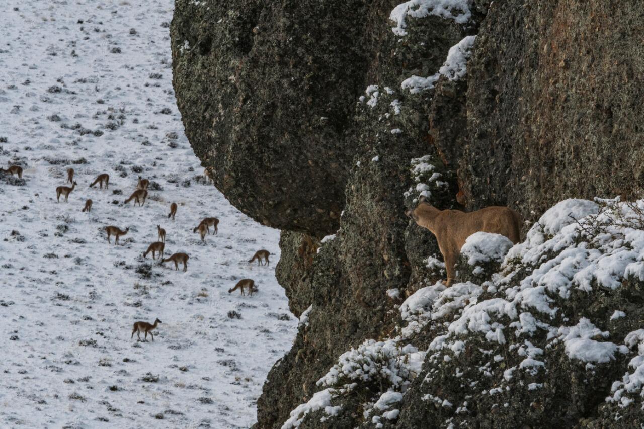 Especies en extinción: “Esos animales producen mucho más dinero vivos que muertos”