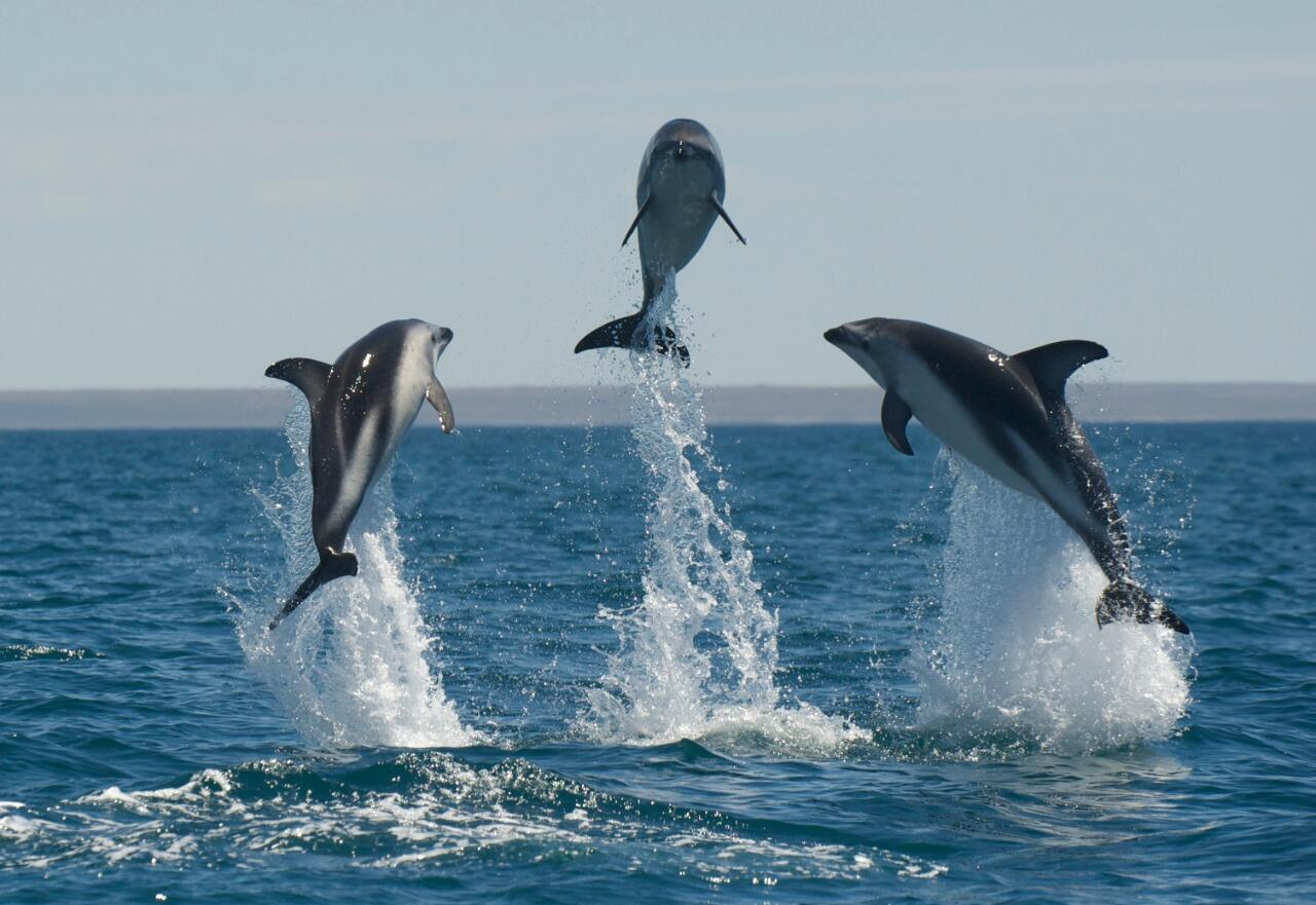 Especies en extinción: “Esos animales producen mucho más dinero vivos que muertos”