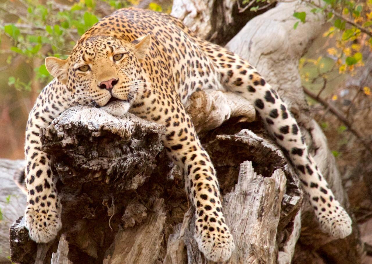 Especies en extinción: “Esos animales producen mucho más dinero vivos que muertos”
