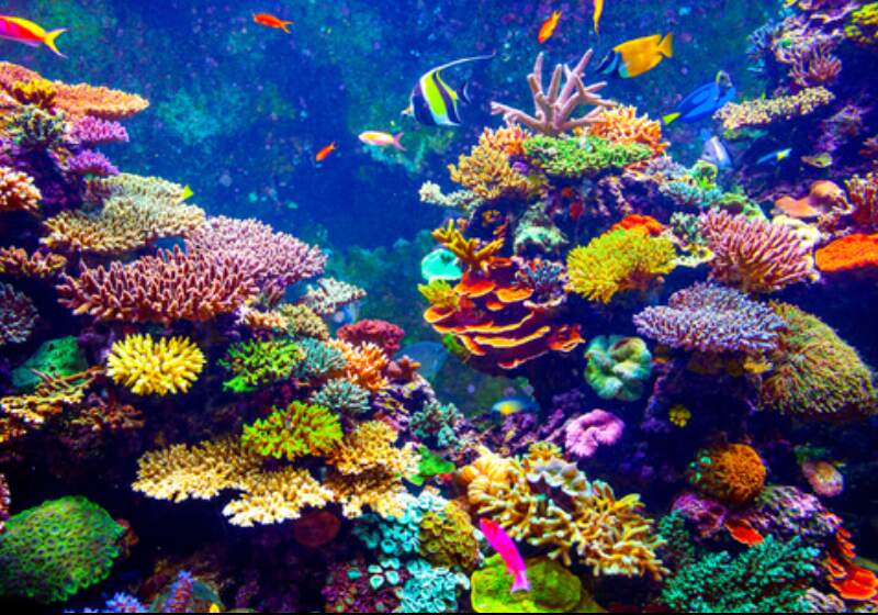 El calentamiento global y la suba de temperatura de los oceanos estan matando a los corales.