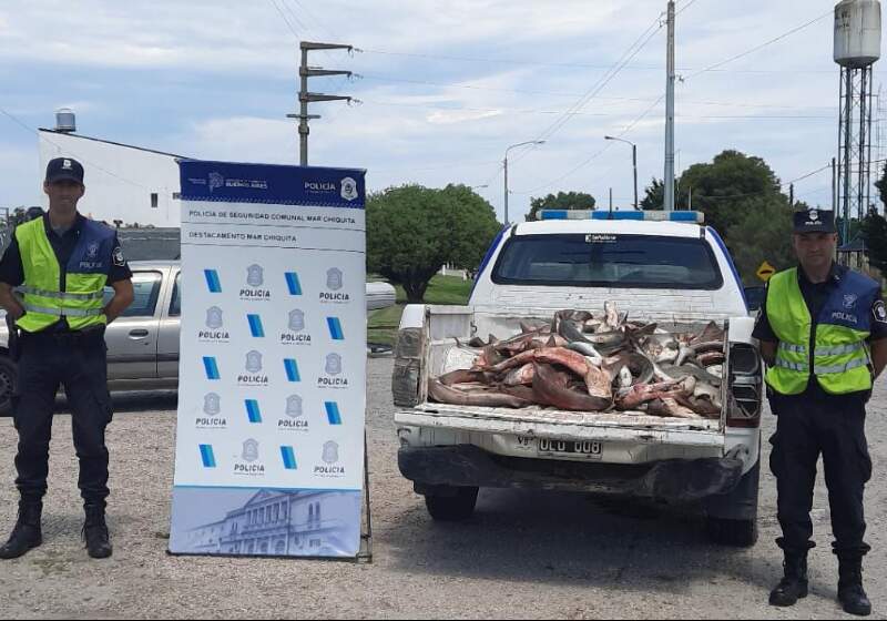 Secuestran una camioneta que transportaba 300 kilos de tiburones pescados en Mar Chiquita
