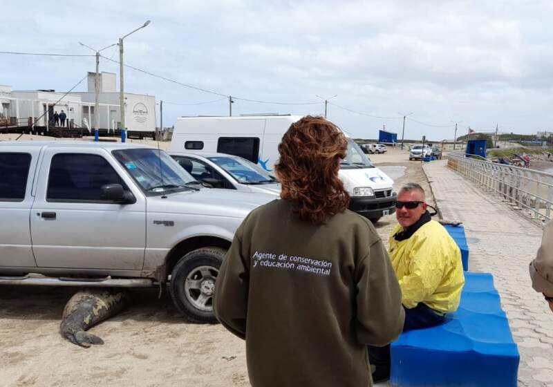 Ambas tareas de rescate fueron este domingo de navidad y trabajaron guardaparques de la Reserva Provincial y guardavidas. Los animales fueron derivados al Aquarium.